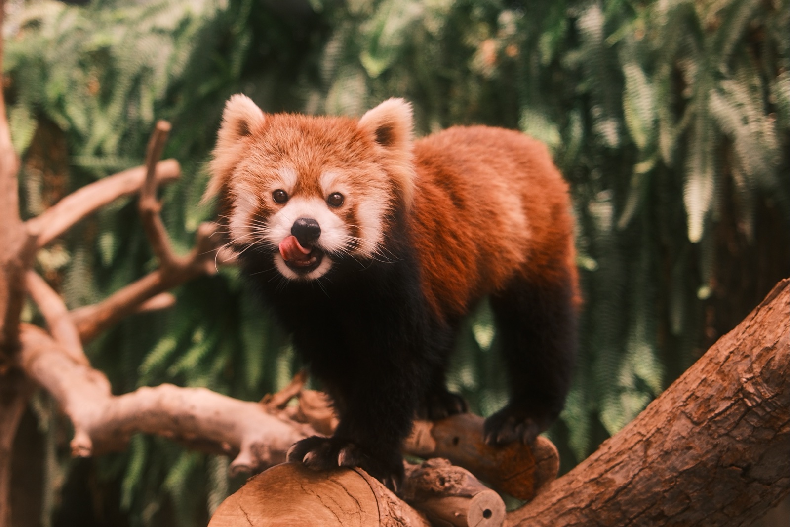 Red panda